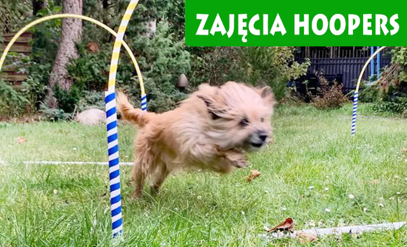 Zajęcia Hoopers