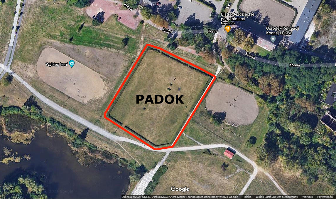 Myślęcinek wystawa psów